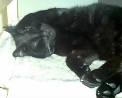 Blackie the black cat asleep